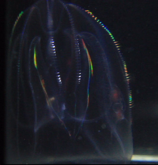 Raising Pet Jellyfish Pictures of my jellies