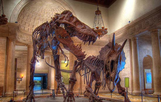 Los-Angeles-Natural-History-Museum-in-USA.jpg