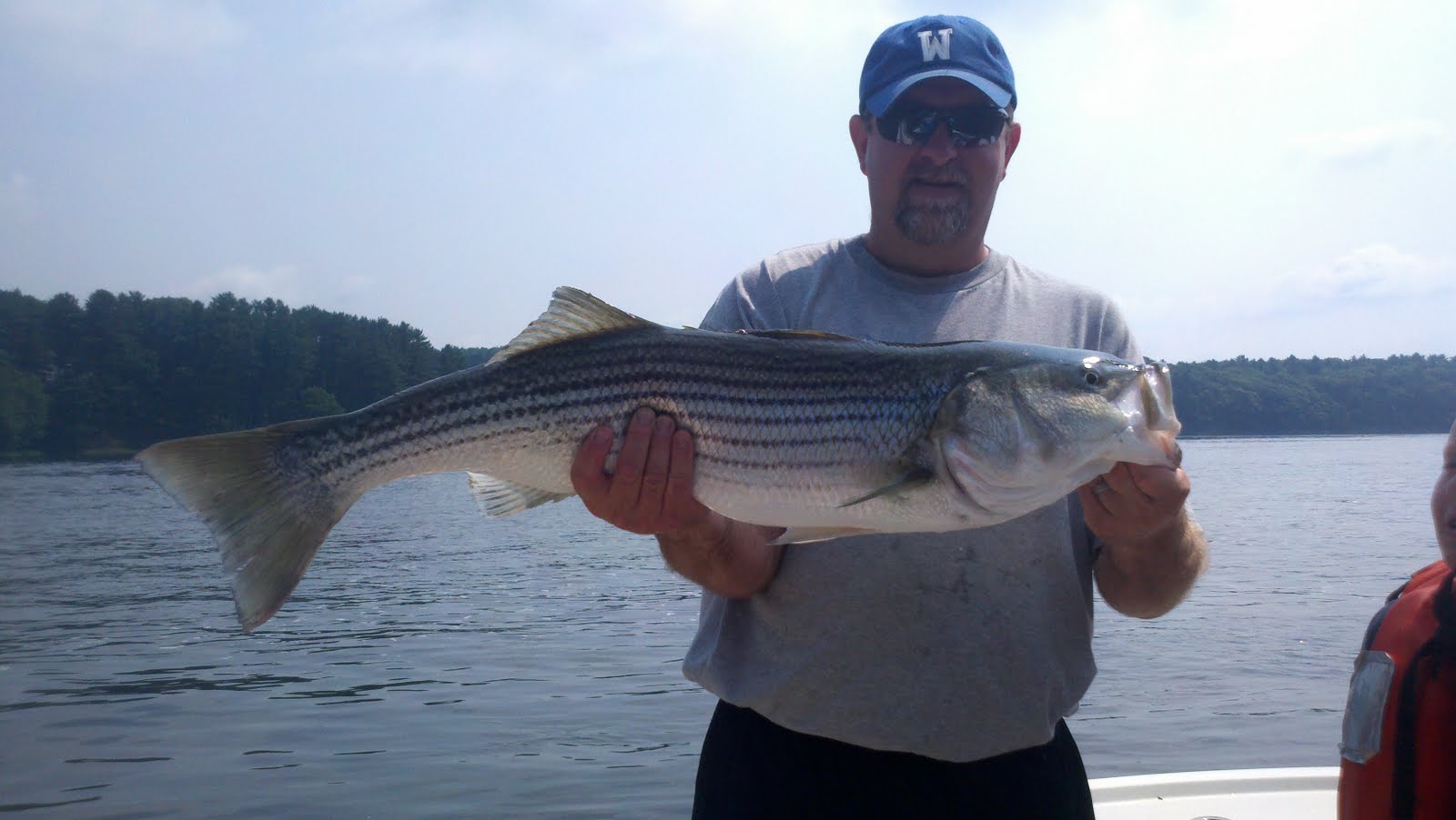 Maine Striper Fishing Charters & Reports Hotline 2076910745 Maine