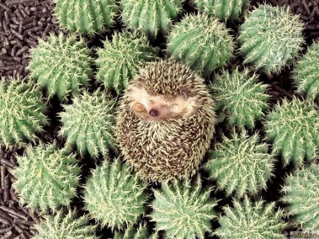 Funny Hedgehog