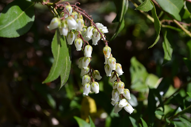 Seattle Garden Ideas Pieris Japonica
