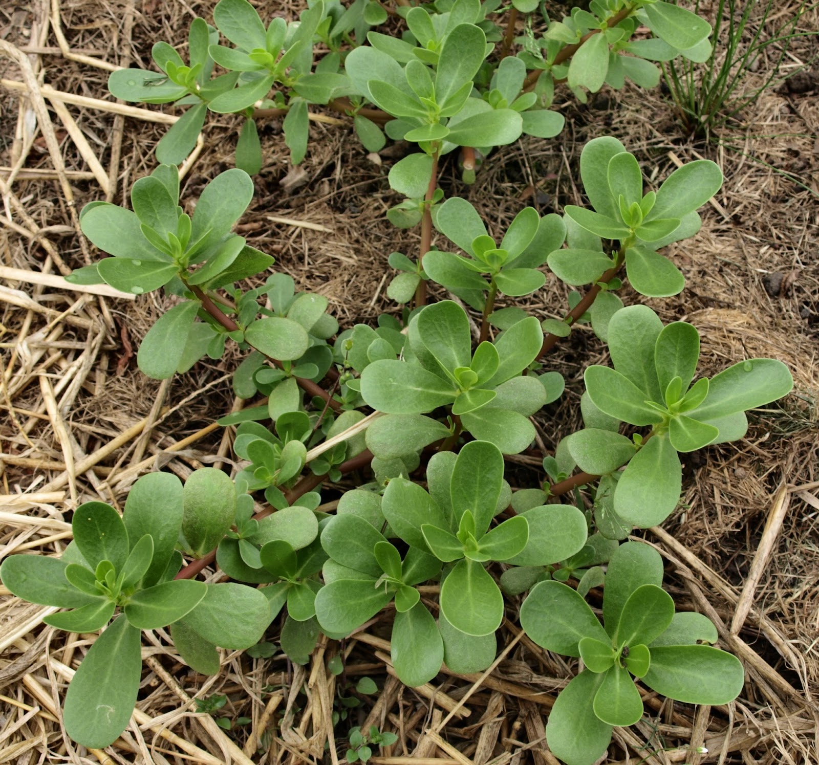 Raw Edible Plants Common purslane (Portulaca oleracea)