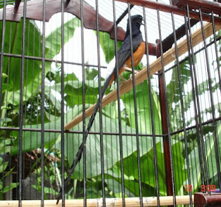 kicaurahmat.blogspot.com