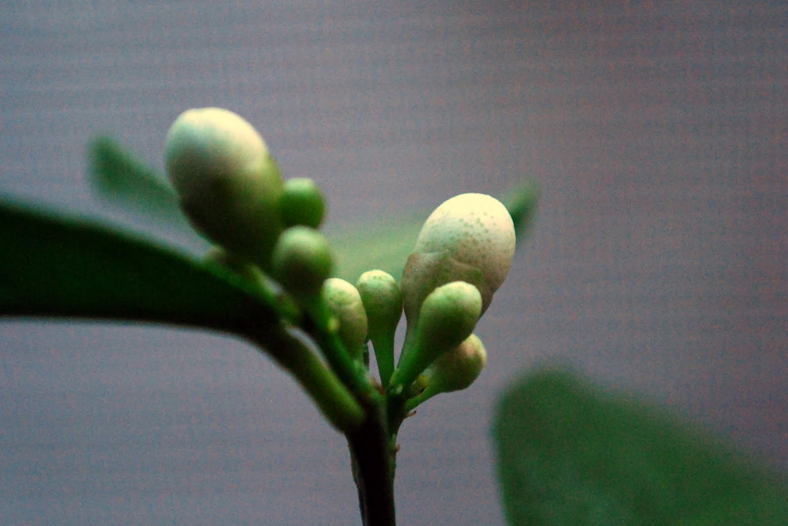 In the Little Yellow House Blooming Citrus