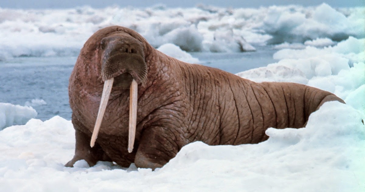 The Walrus | Fun Animals Wiki, Videos, Pictures, Stories