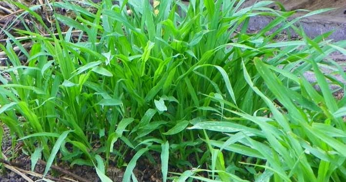 Jenis Rumput Gajah Tanaman Berguna