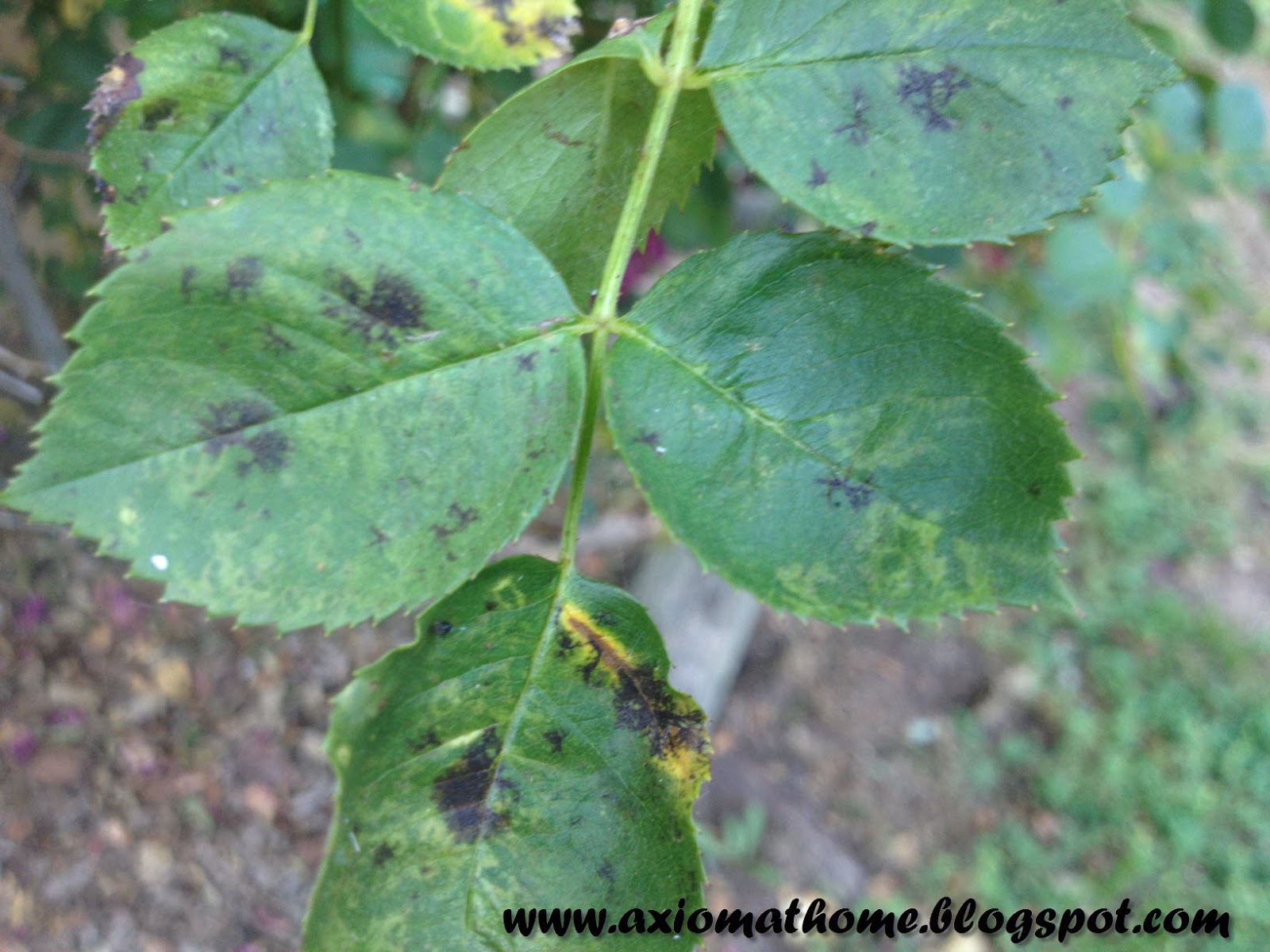 Axiom At Home Natural Treatments for Black Spot (on Roses)