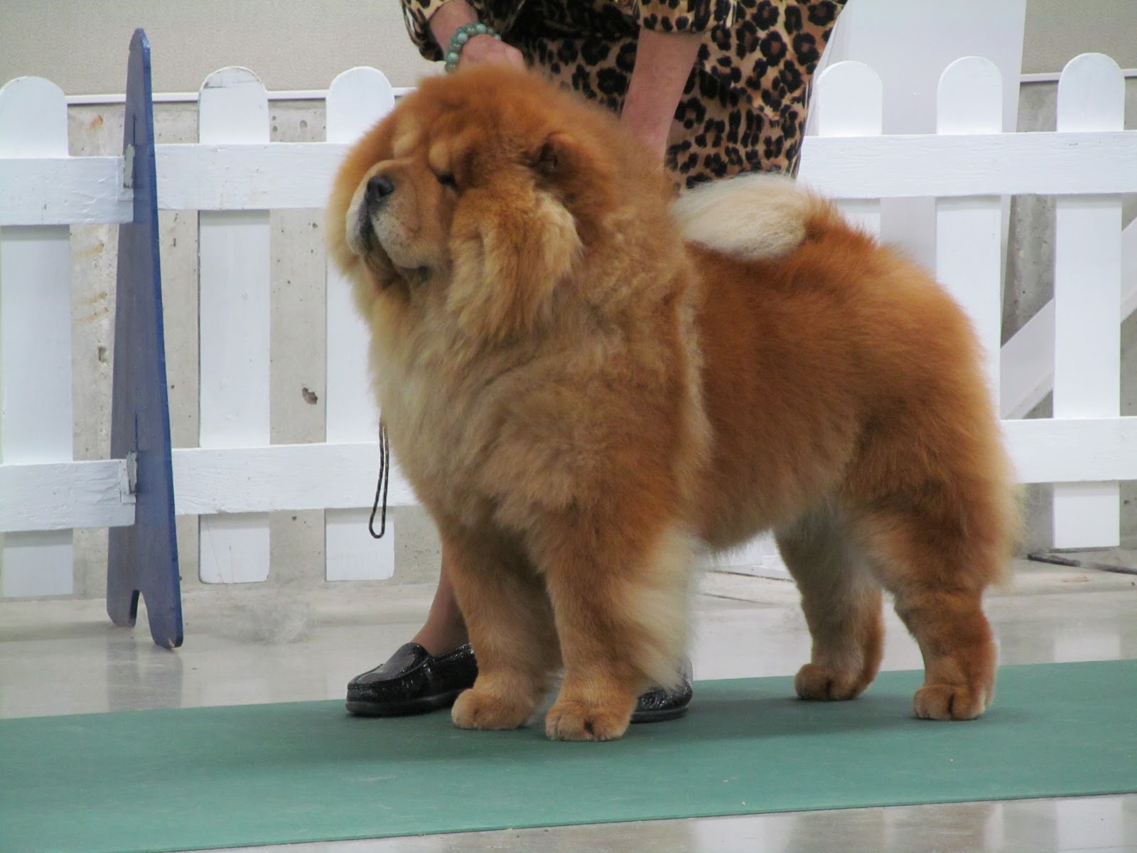 Mini Chow