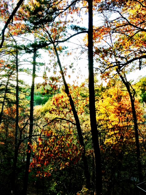 Dairy Hollow, Eureka Springs, Ar