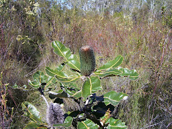 Banksia Robur