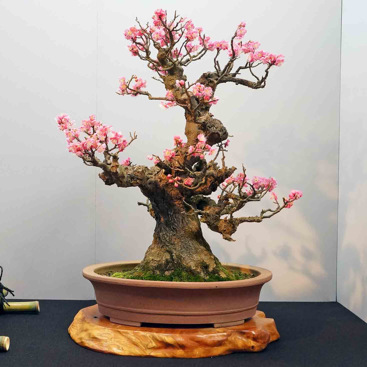 For Your Small Japanese Garden by YUKIMONO: The 65th Bonsai Exhibition
