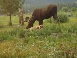 Colorado wildlife