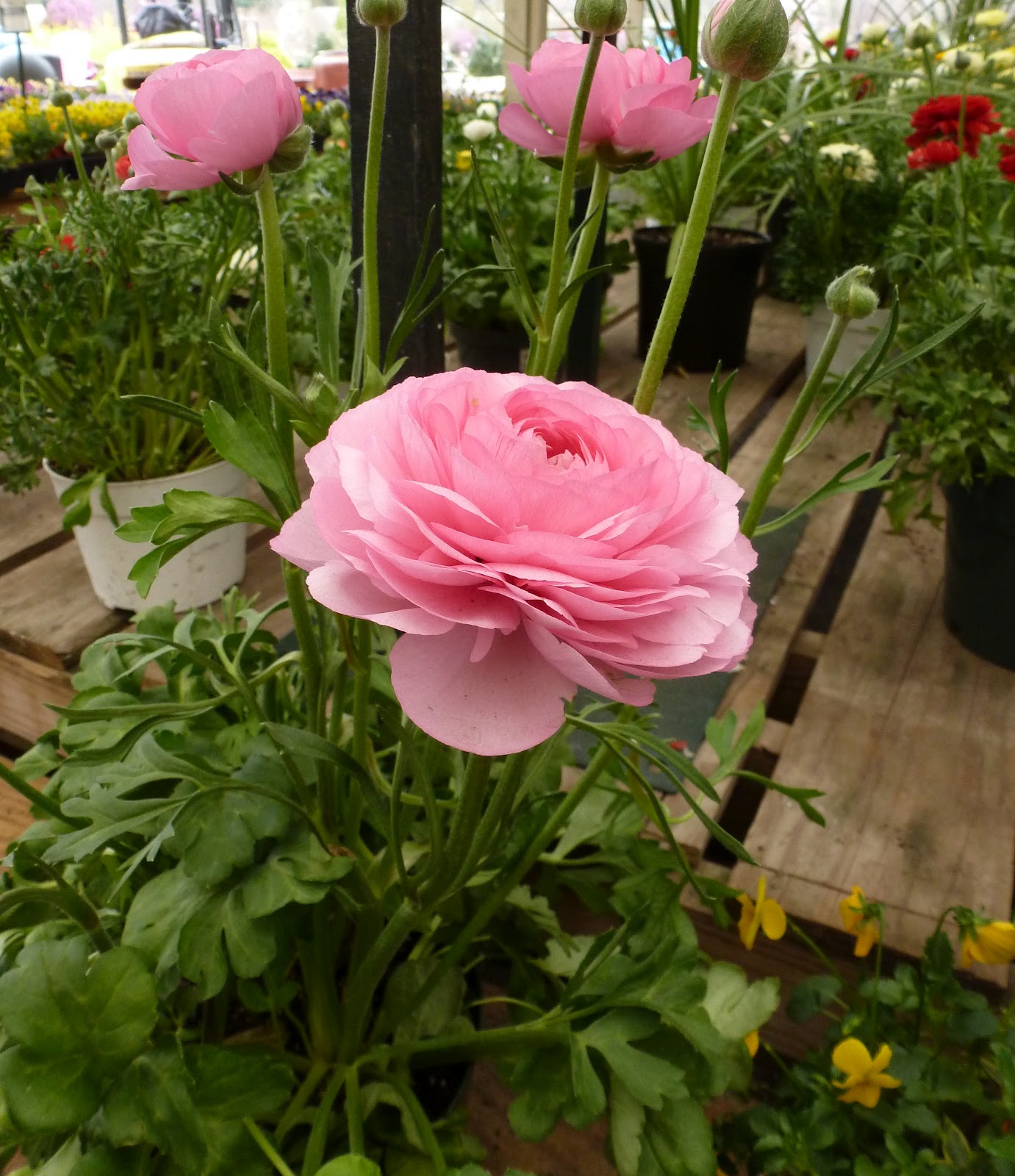 Jarvis House Martin Viette Nurseries a Place for Gardeners