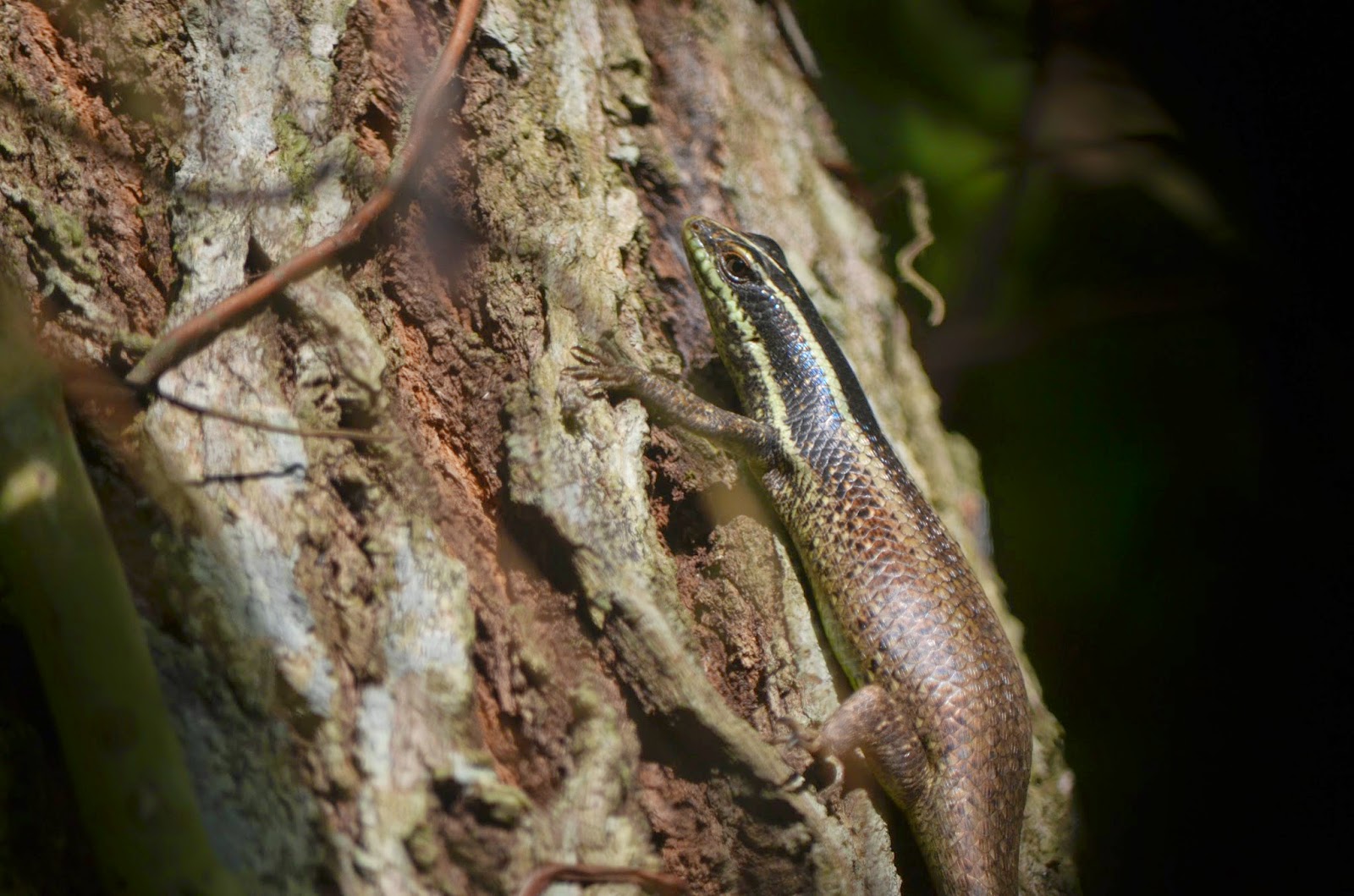 The Kambatik Park, Bintulu. More pics of the Tree Lizard