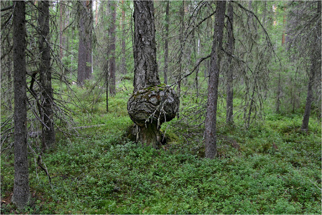 Поход на Отортен через Перевал Дятлова.