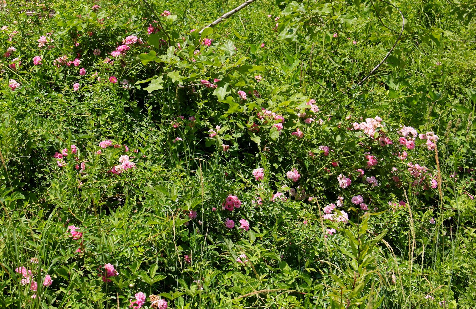 Hoot Owl Karma Roadside Roses, Rosa carolina