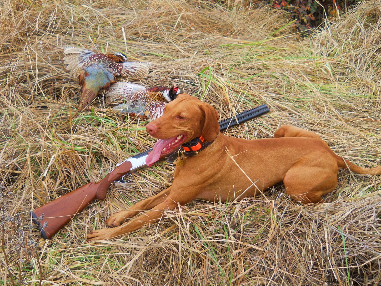 redbirddog a hungarian pointer (vizsla) blog RBD Visits for last