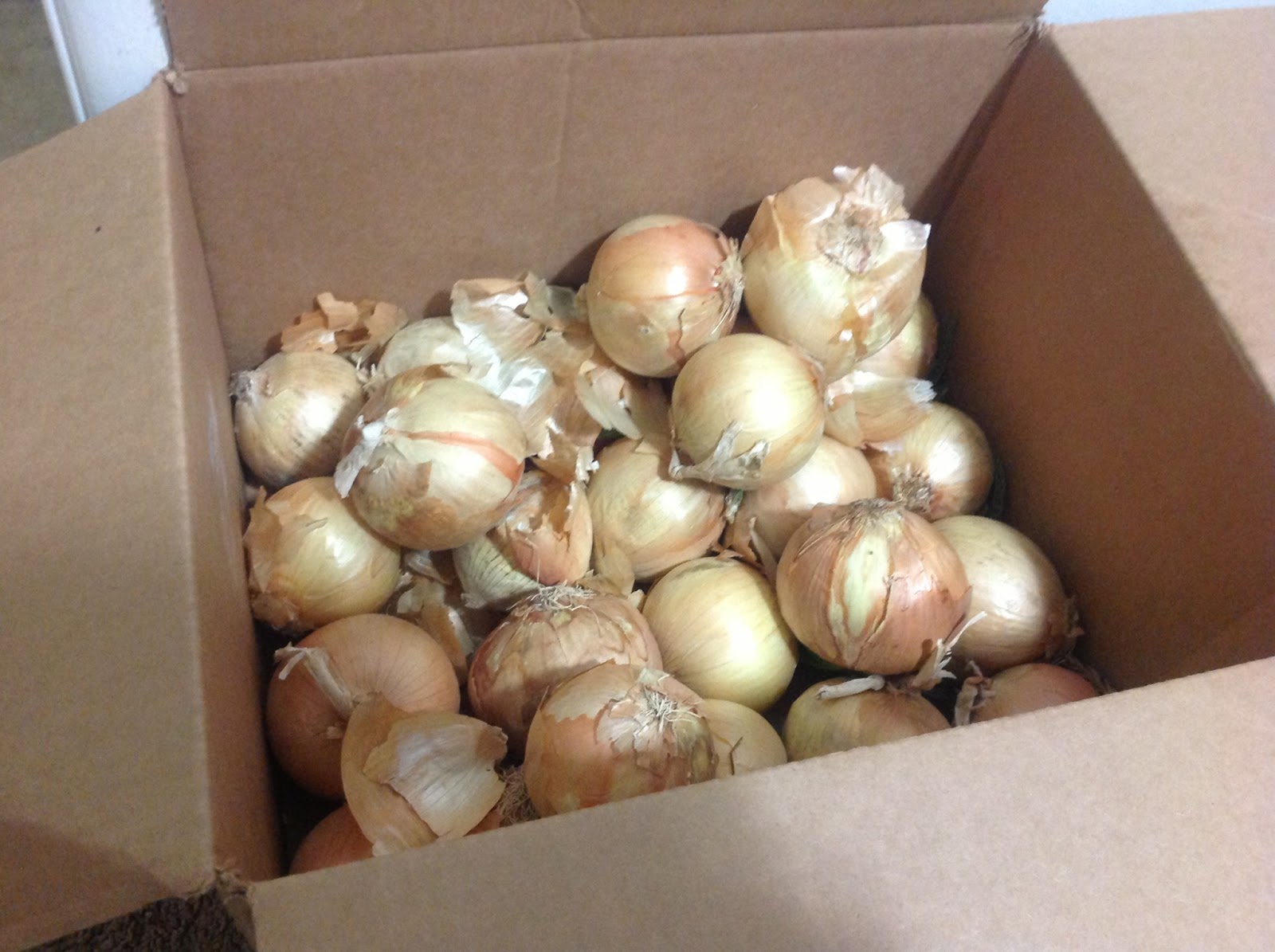 Our Daily Legacy Cutting Onions (for sensitive eyes only)