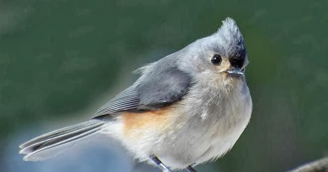 Wild Birds Unlimited: Tufted Titmouse's song is a fast-repeated, clear whistle