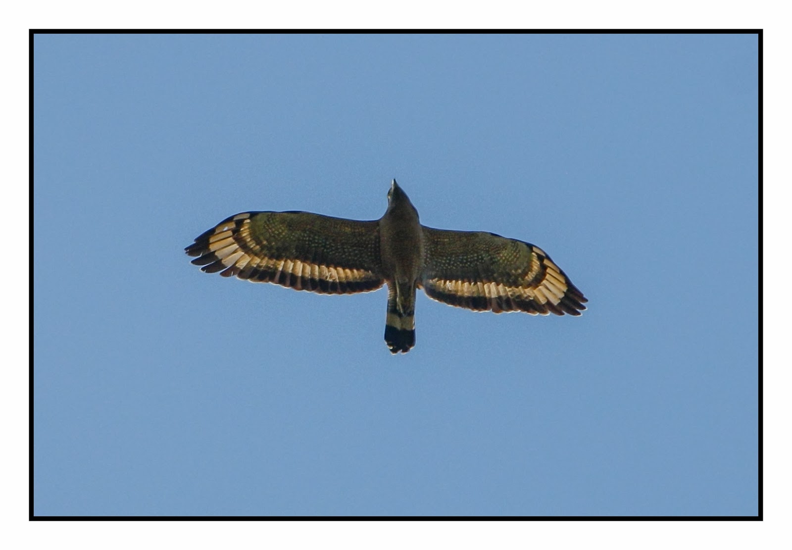 Wilderness Tales from Odisha A Profile of Crested Serpent Eagle