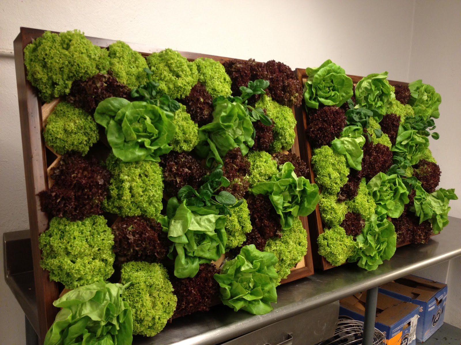 Seeds and Spores Vertical Lettuce Display