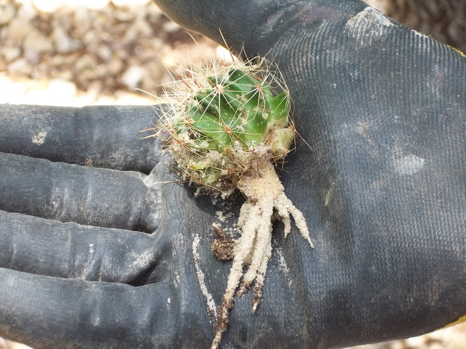 RockOakDeer Propagating Barrel Cactus Pups