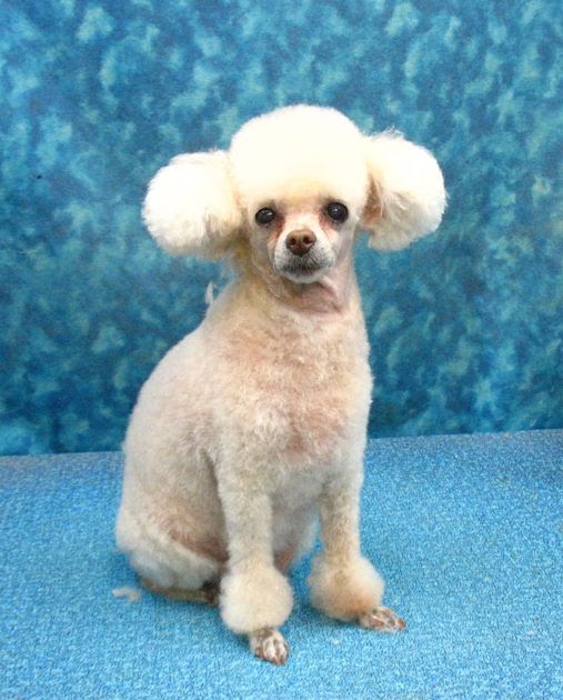 BBird's GroomBlog: Pet Poodle Grooming Tucson - Custom Styling BBird's GroomBlog: Pet Poodle Grooming Tucson - Custom Styling