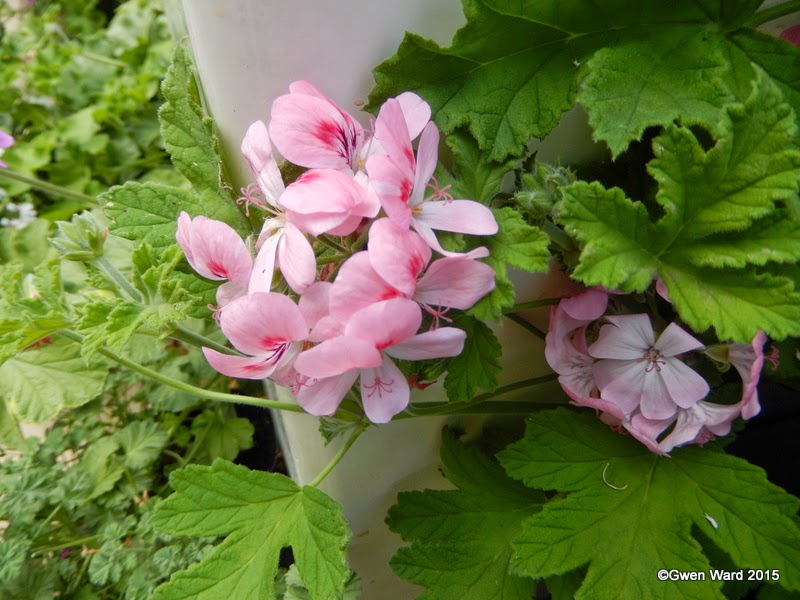 Greencube Garden And Landscape Design Uk Winter Flowering