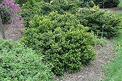 Gatsbys Gardens Color In The Winter Garden