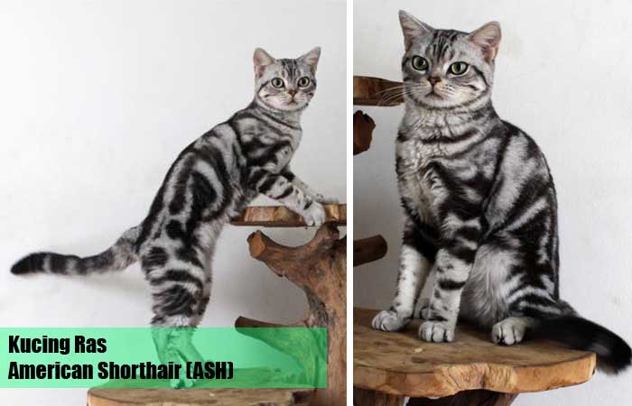 Kucing Ras American Shorthair