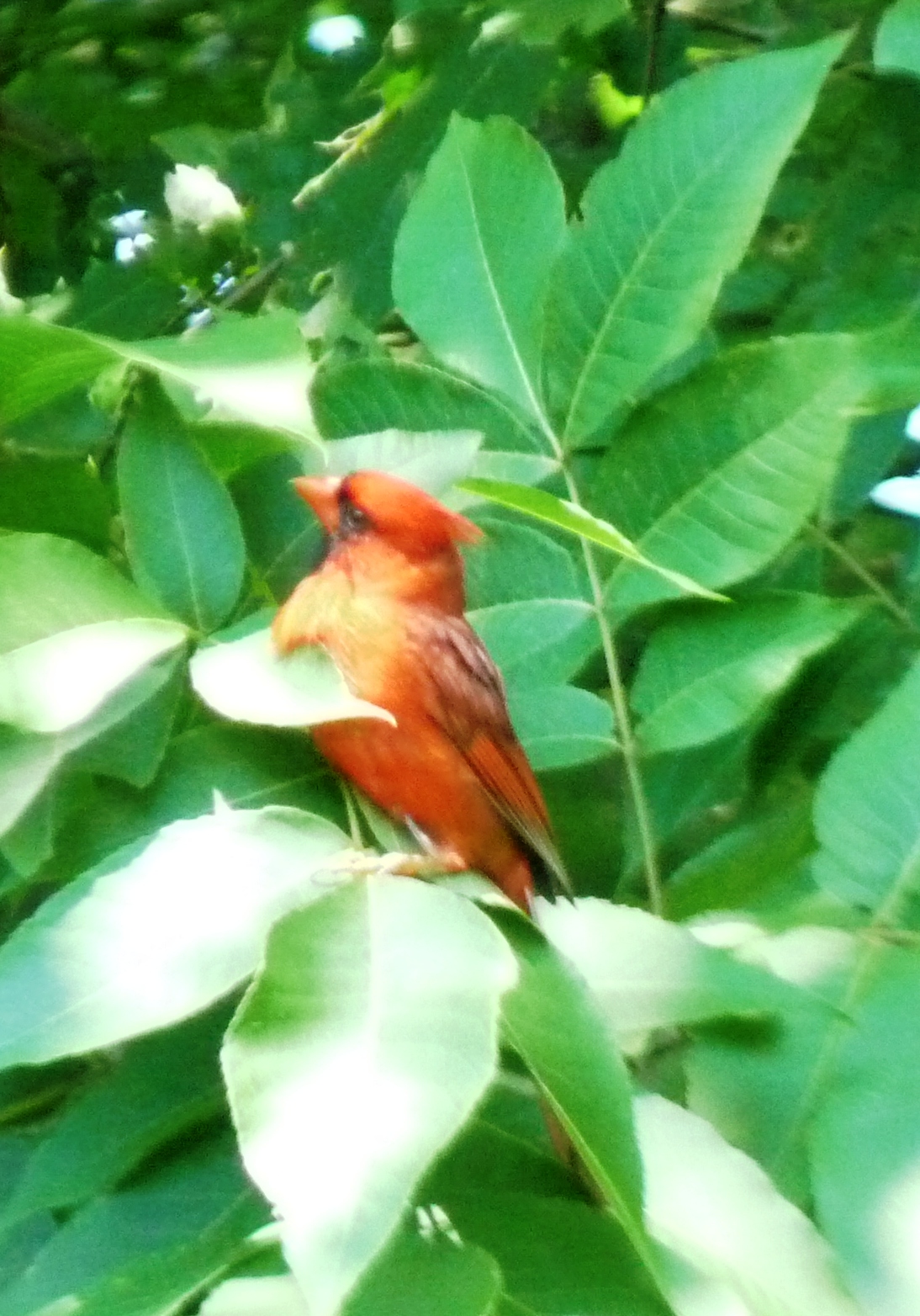 The Greenbelt Red Birds, Red Birds