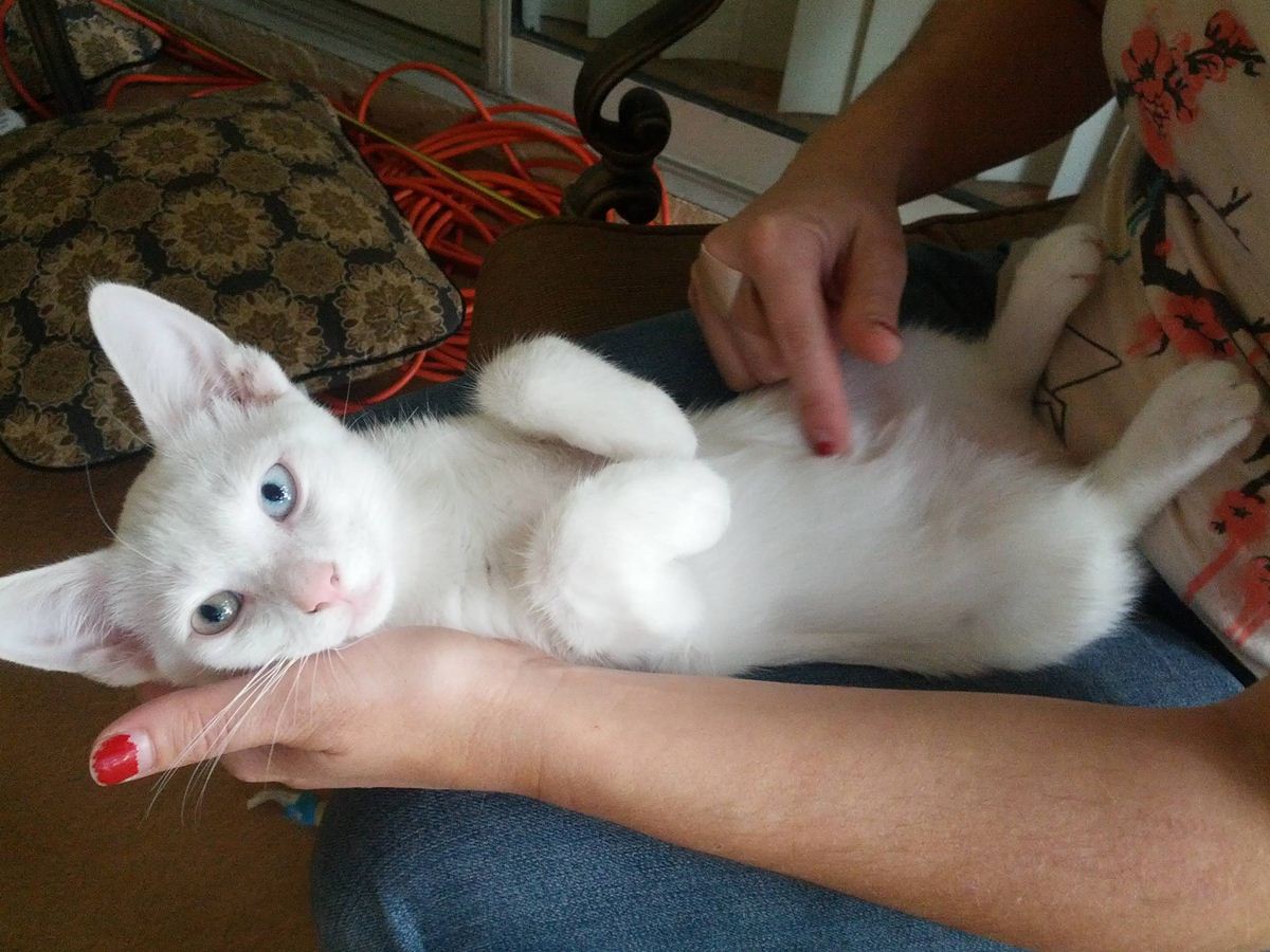 Белый сиамский кот с разными глазами на руках хозяйки - прикольные коты 22-11-12