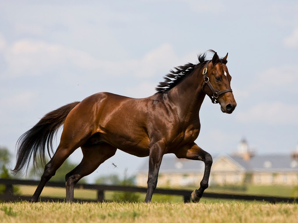 the one dollar horse series the one dollar horse series