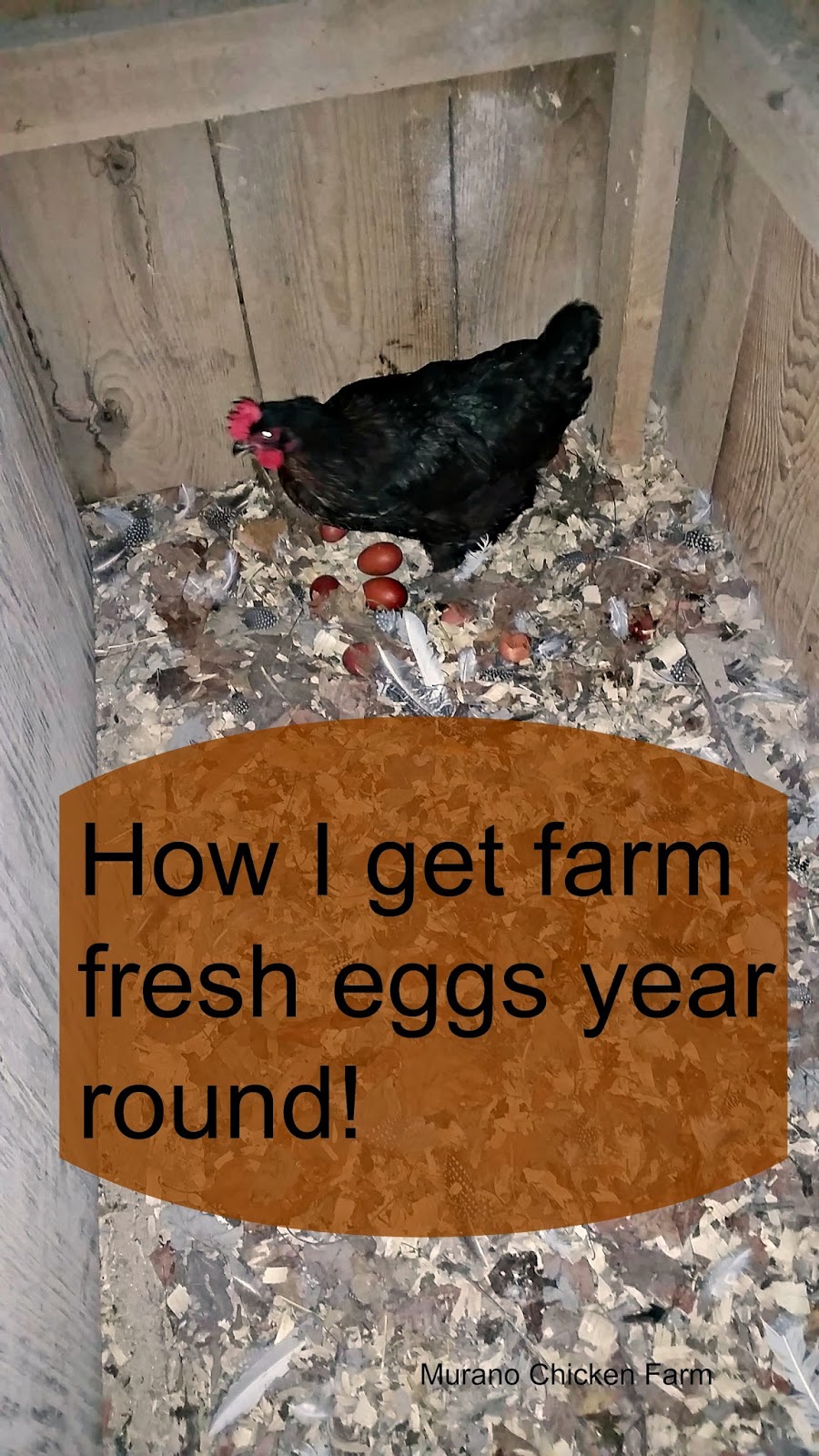 do chickens lay eggs year round