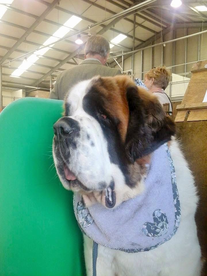 Why Are St. Bernards Shown With Barrel Collars? Breed Interesting Facts