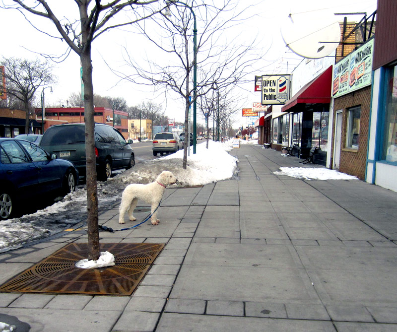 twin city sidewalks Sidewalk Dogs 8