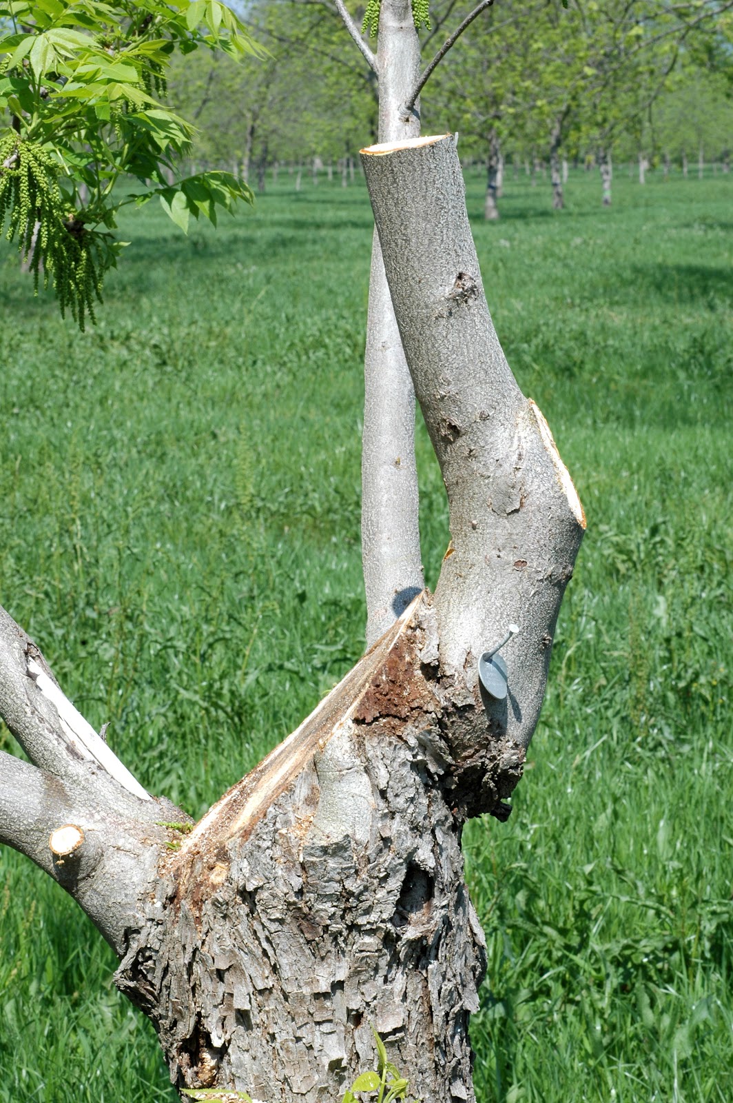 Northern Pecans Top working with a bark graft
