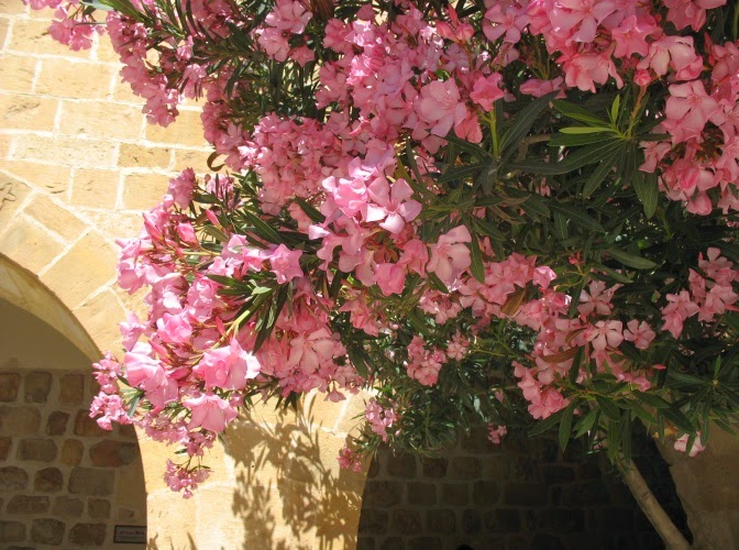 Gardentropics Blooming Friday Perfect Pink Pouts