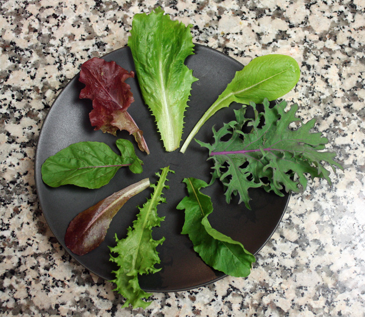 Temperate Climate Permaculture Salad Greens