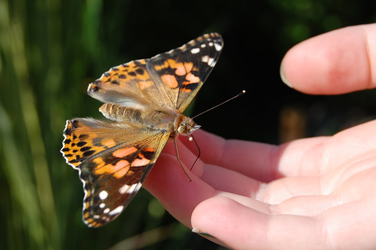 Our Creative Day Butterfly Release