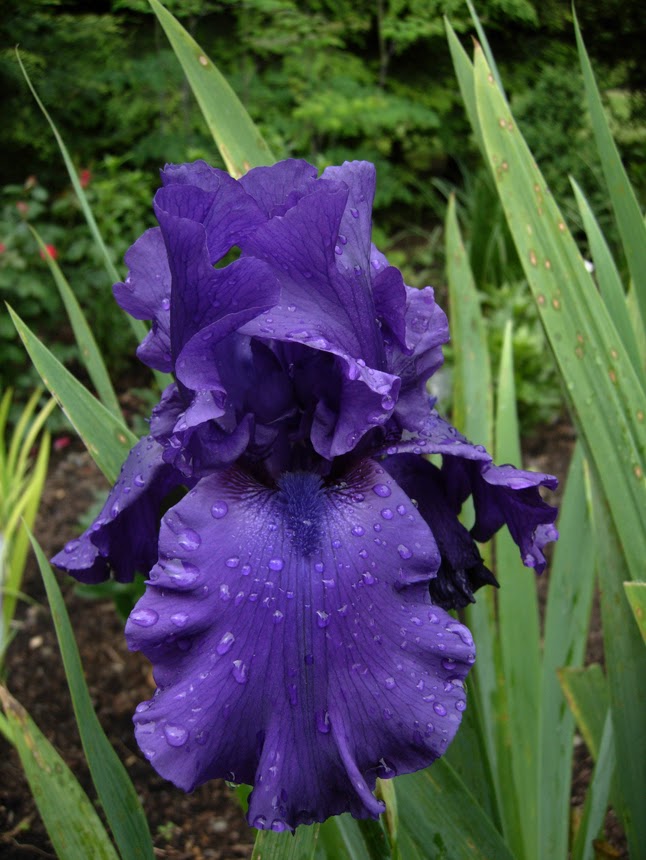 nancyridenourartist Meaning of Flowers Iris