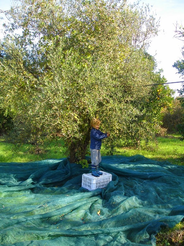 Методы сбора оливок с деревьев: секатор или ручной сбор