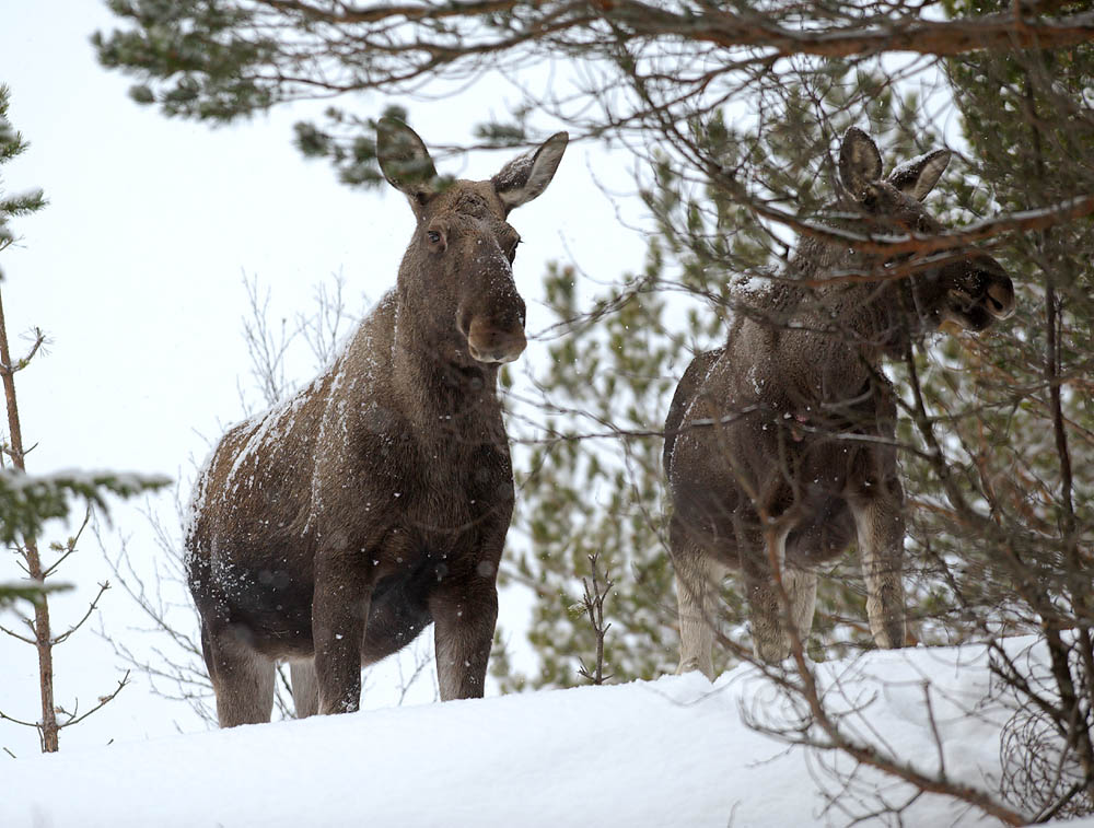 Robin Jenssen/NN Elg og nordlys