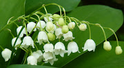 Lilyofthevalley is called muguet in French