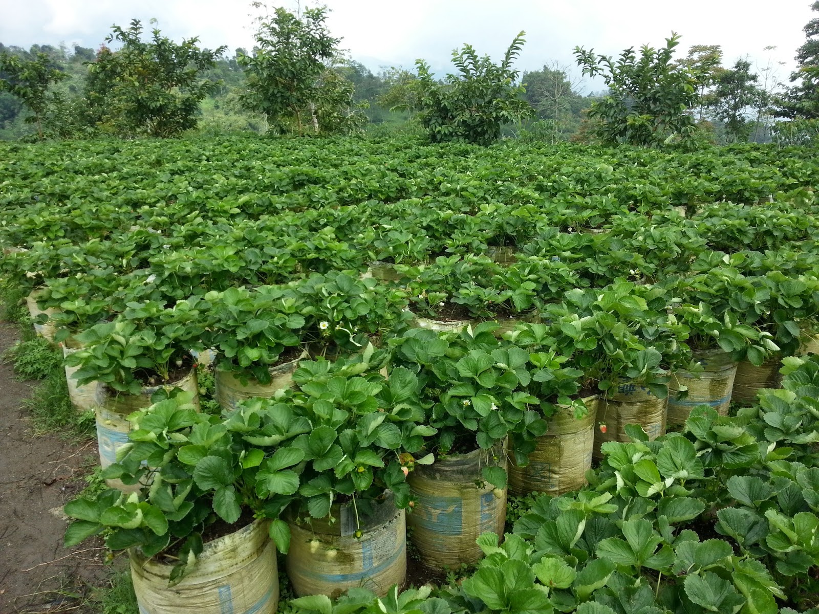 Gambar Rumah Makan Stroberi