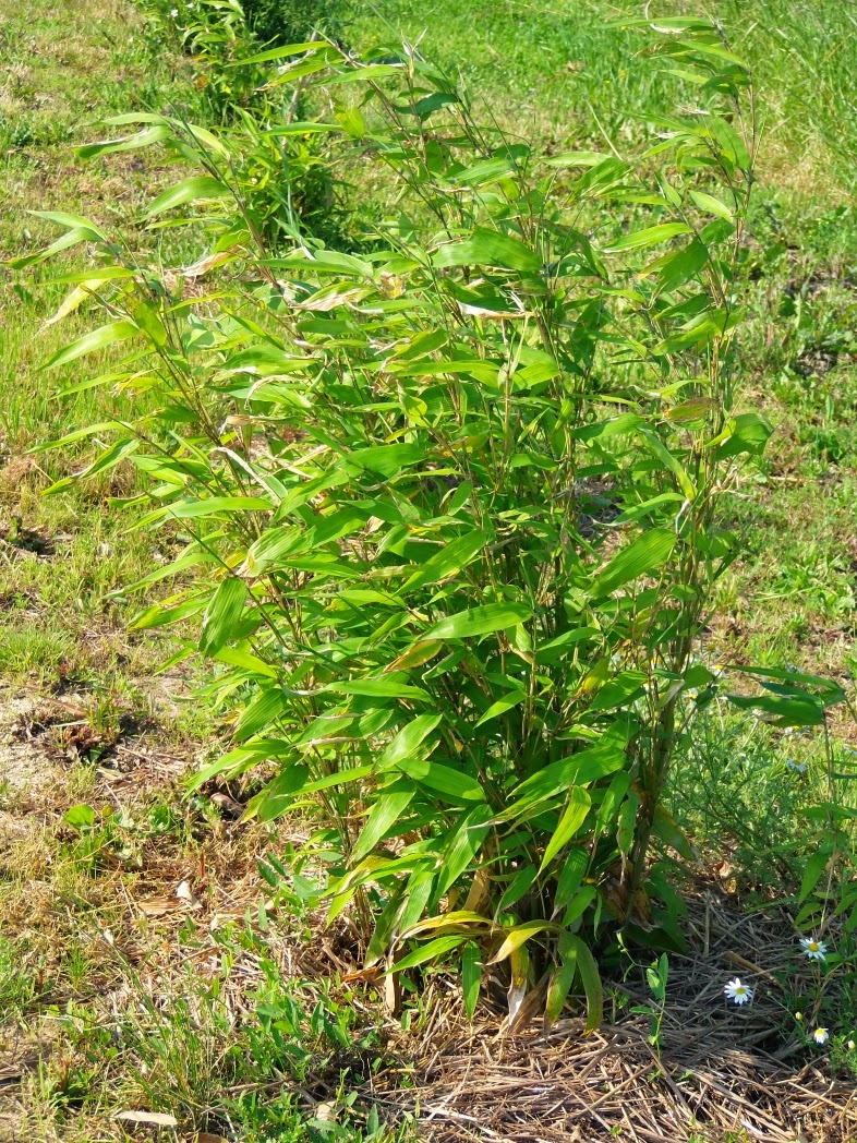 Moso bamboo diary 3 In Between