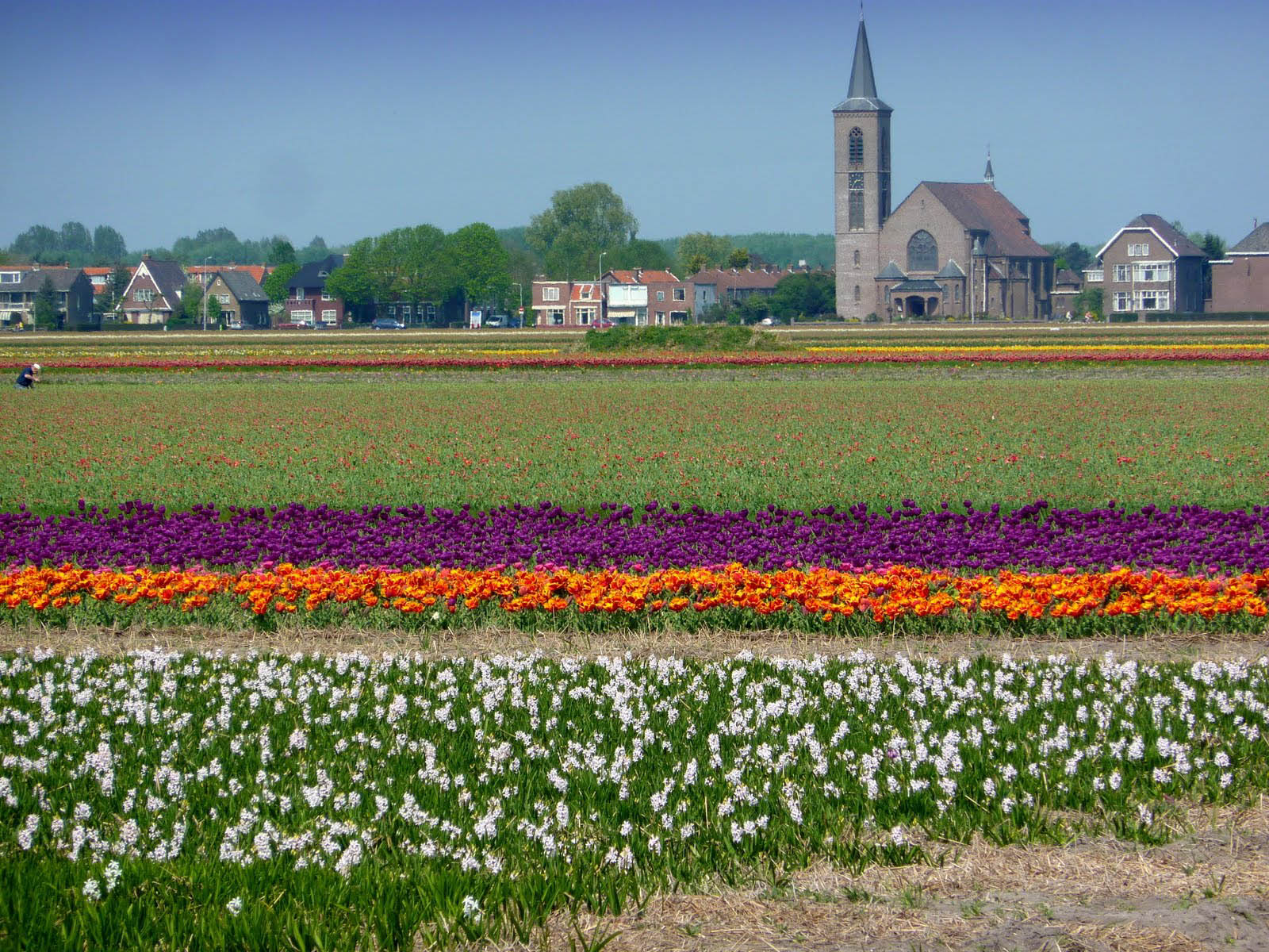 XS Wallpapers HD Netherlands Flower Fields