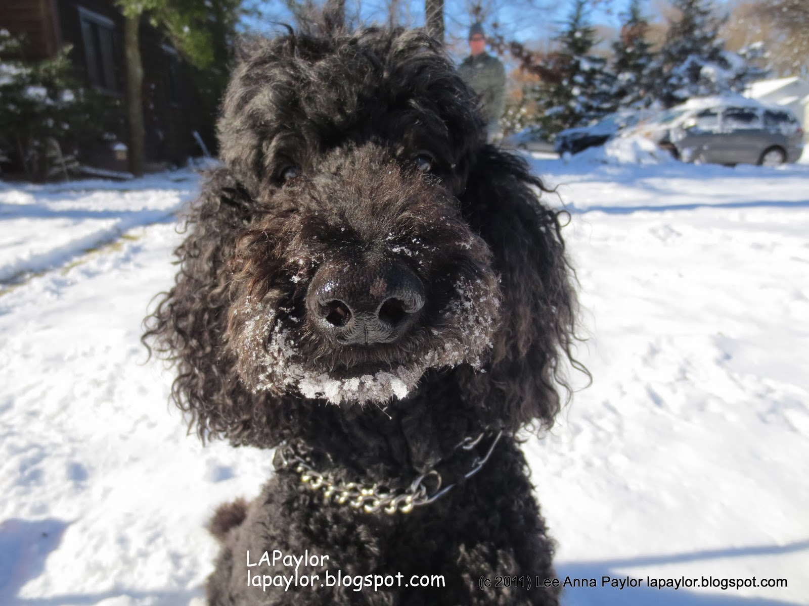 poodle snow