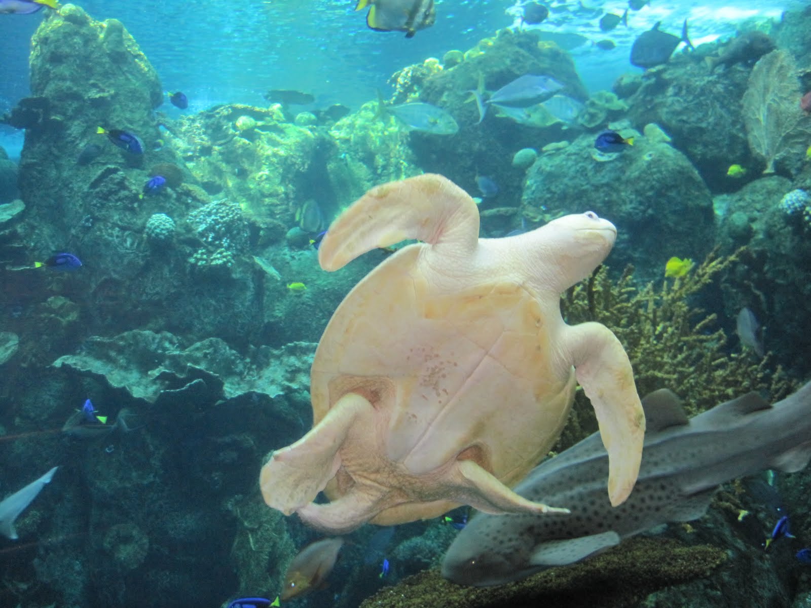 Long Beach, CA Aquarium of the Pacific Ocean Science Center