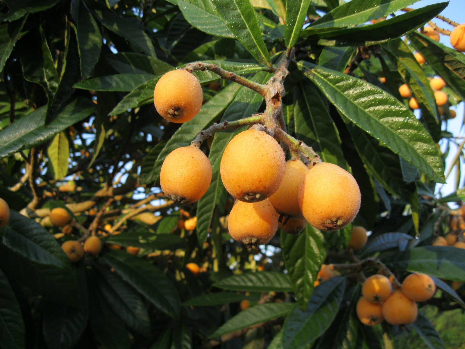 Plant Daddy Under the Yum Yum Tree........Class is Over........